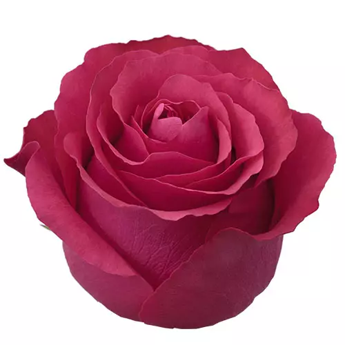  Roses 60cm Red Altamira