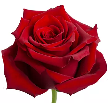  Roses 60cm Red Explorer