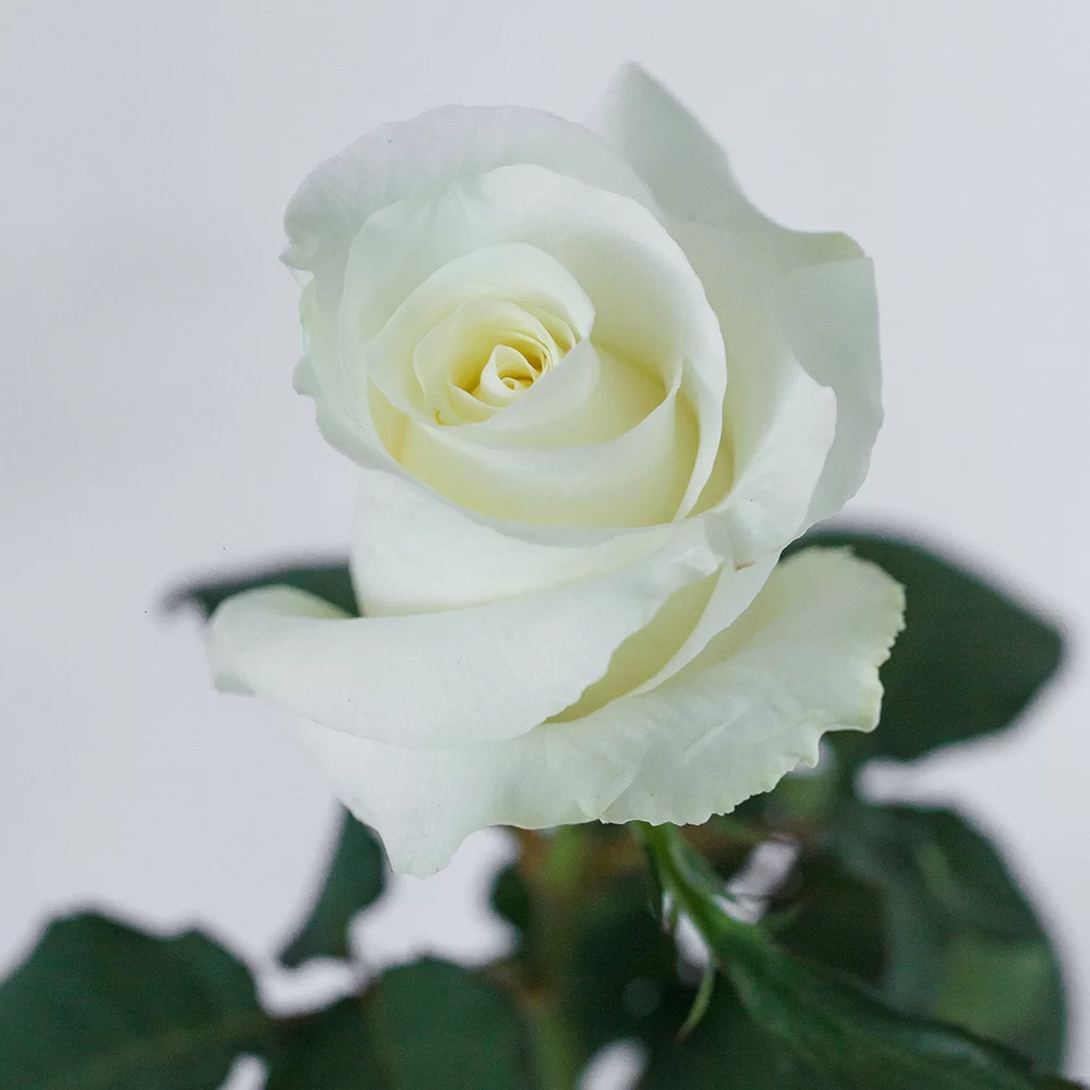  Roses 60cm White Blizzard