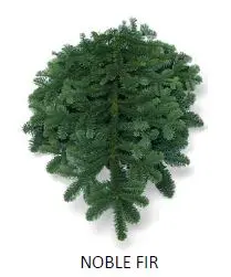 CHRISTMAS - BOUGHS, NOBLE FIR, 3LB BUNCHES/CASE (Qty 8)