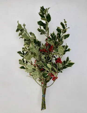 CHRISTMAS - HOLLY, VARIEG. BERRIED 10 x 1 LBS BUNCH SLEEVED