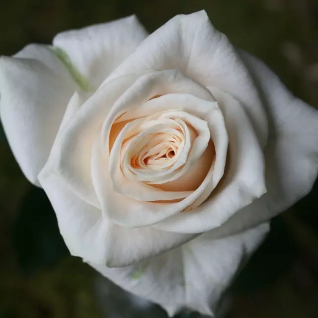  Roses 60cm White Vendela