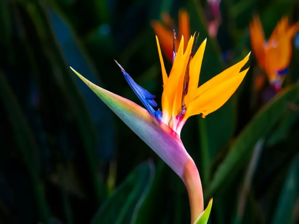 Birds Of Paradise Super Select