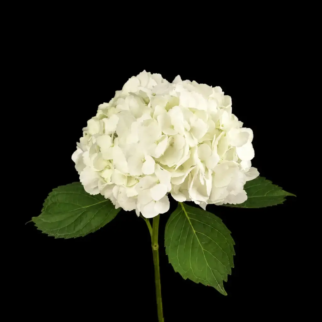 Hydrangea White Select