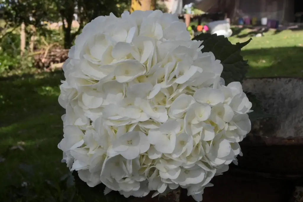 Hydrangea White Premium