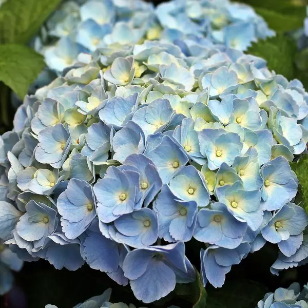 Hydrangea Blue Premium
