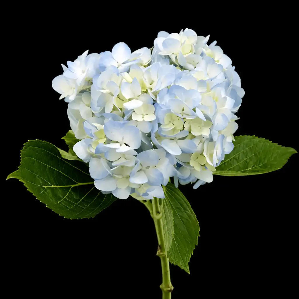 Hydrangea Blue Premium