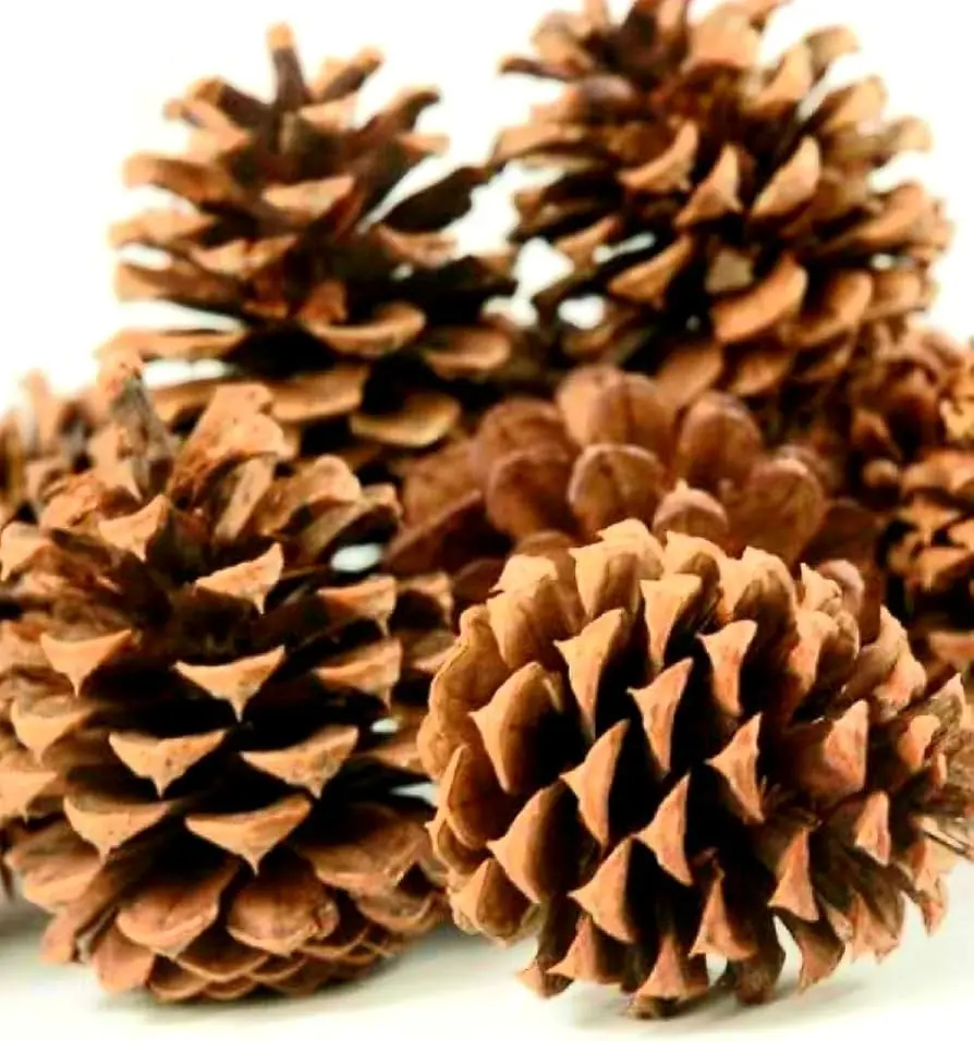 CHRISTMAS - PINE CONES, PONDEROSA, 150/CASE