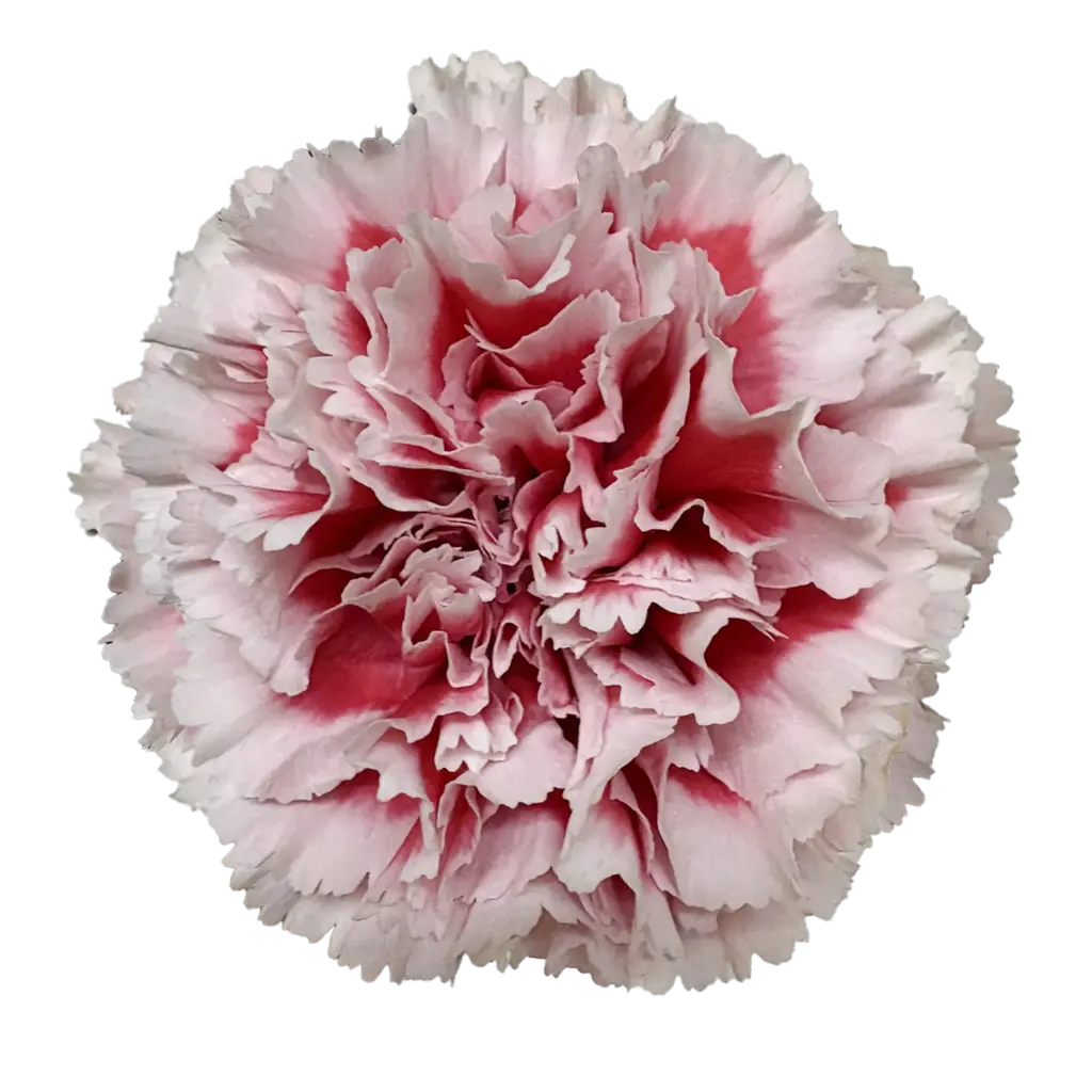 Carnations Select Safari