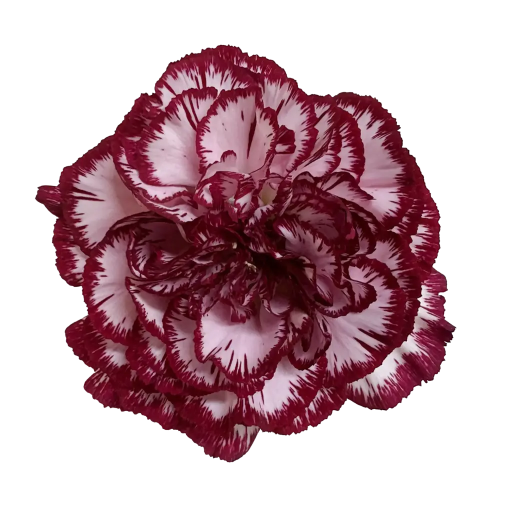 Carnations Select Bacarat