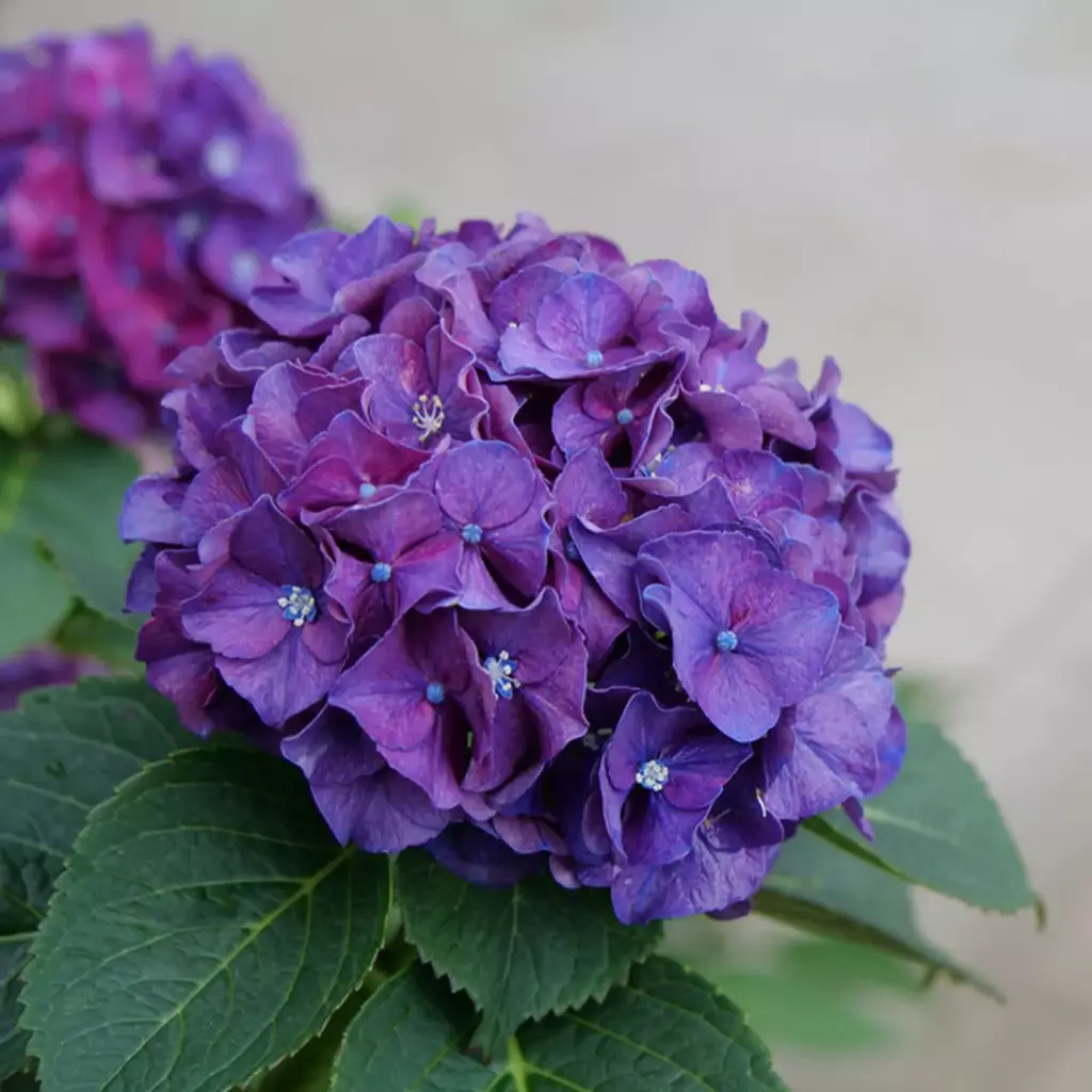 Hydrangea Purple Premium