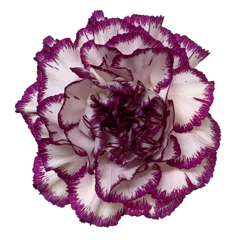 Carnations Select Kino
