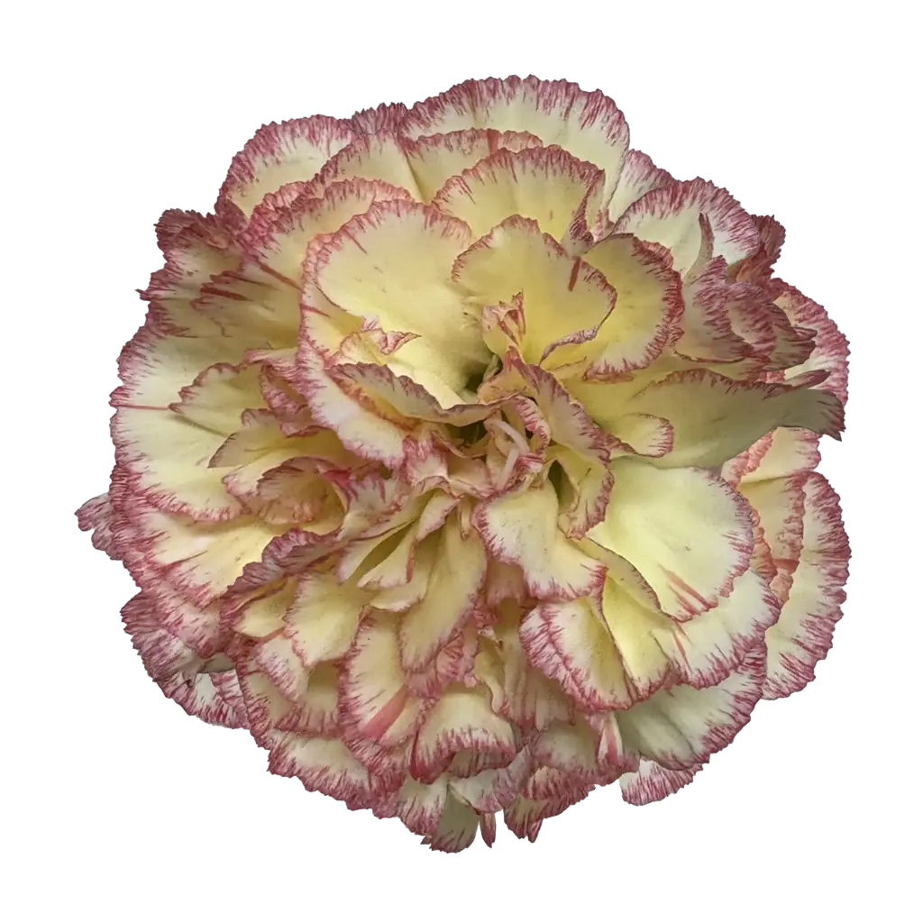 Carnations Select Alibaba