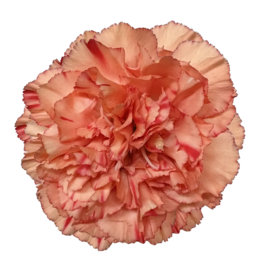 Carnations Select Arno