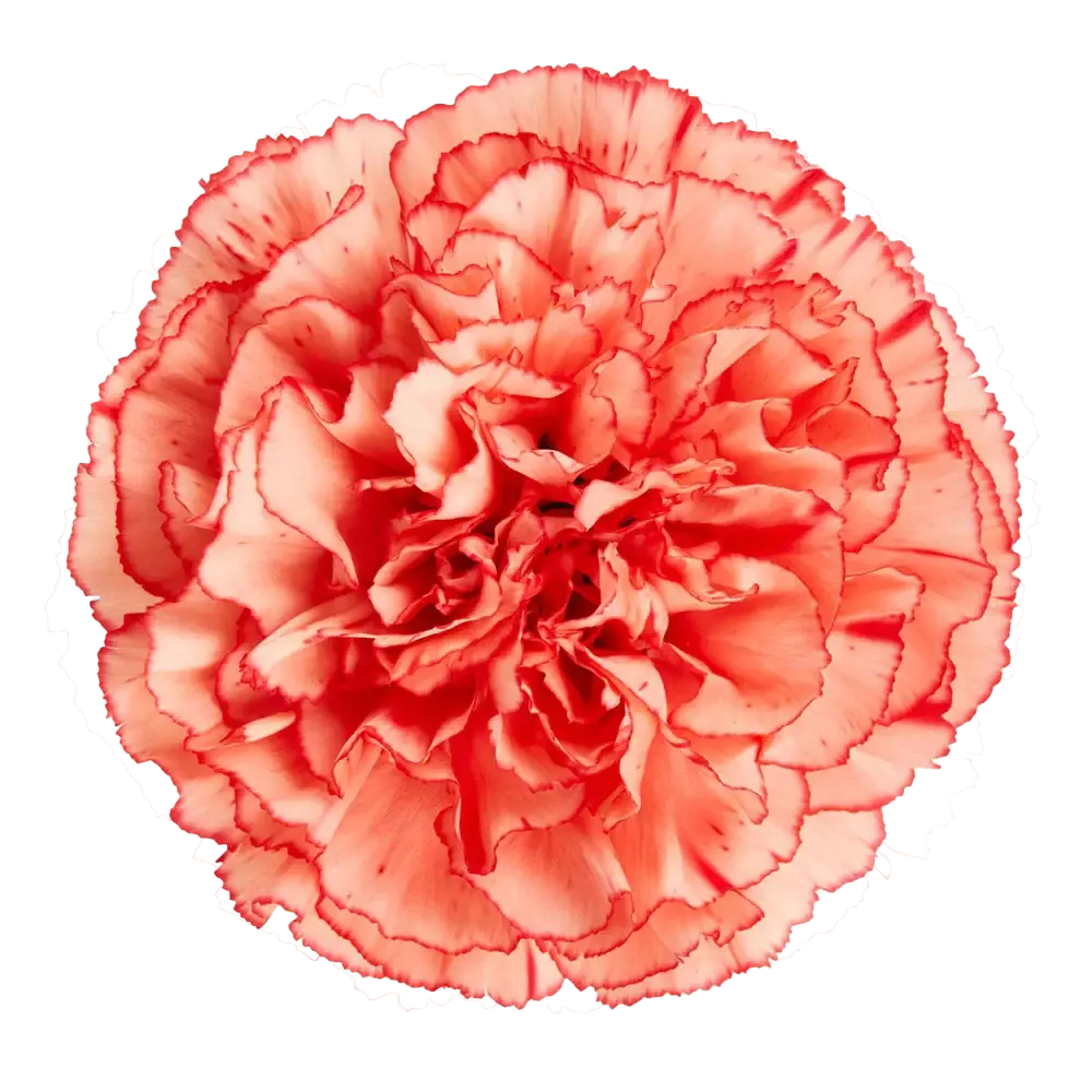 Carnations Select Trueno