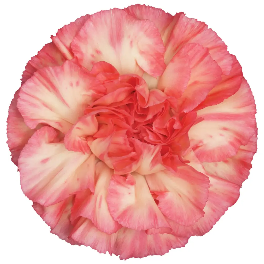 Carnations Select Spritz Sport