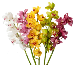 Cymbidium Mini Assorted 60cm  x 12 stems