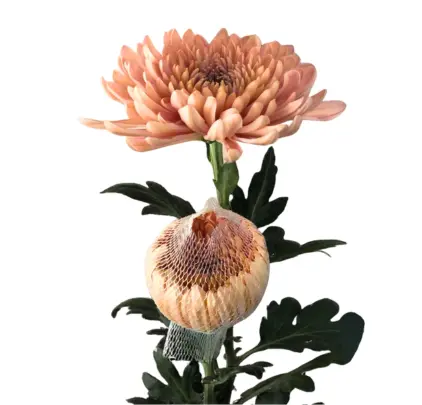 Chrysanthemum Cremon Salmon Linettte