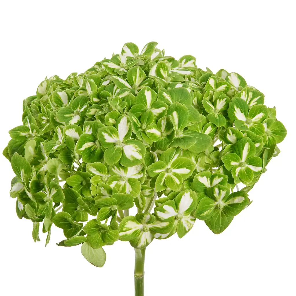 Hydrangea Green Esmeralda Premium