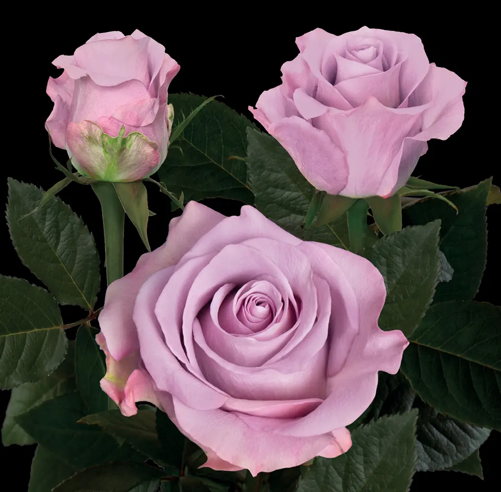  Roses 60cm Star Platinum
