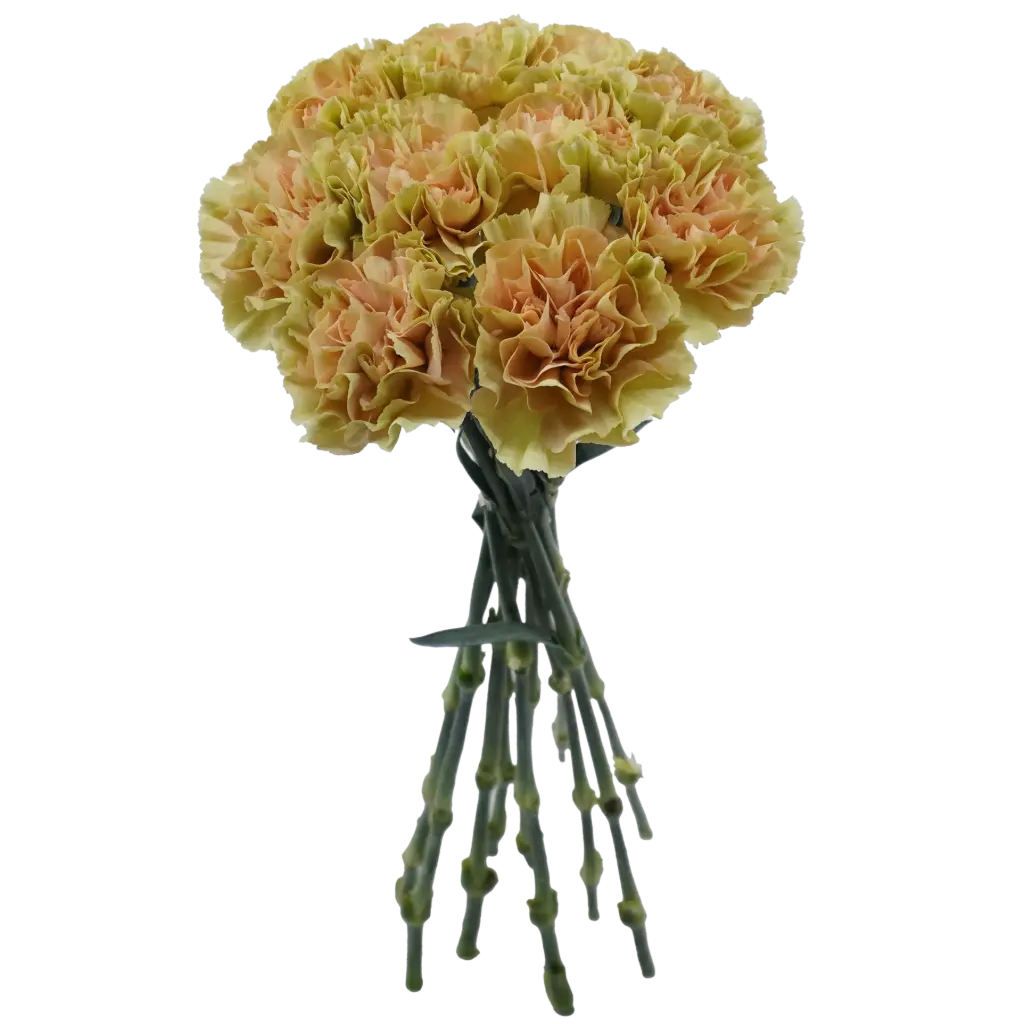 Carnations Select Ambar