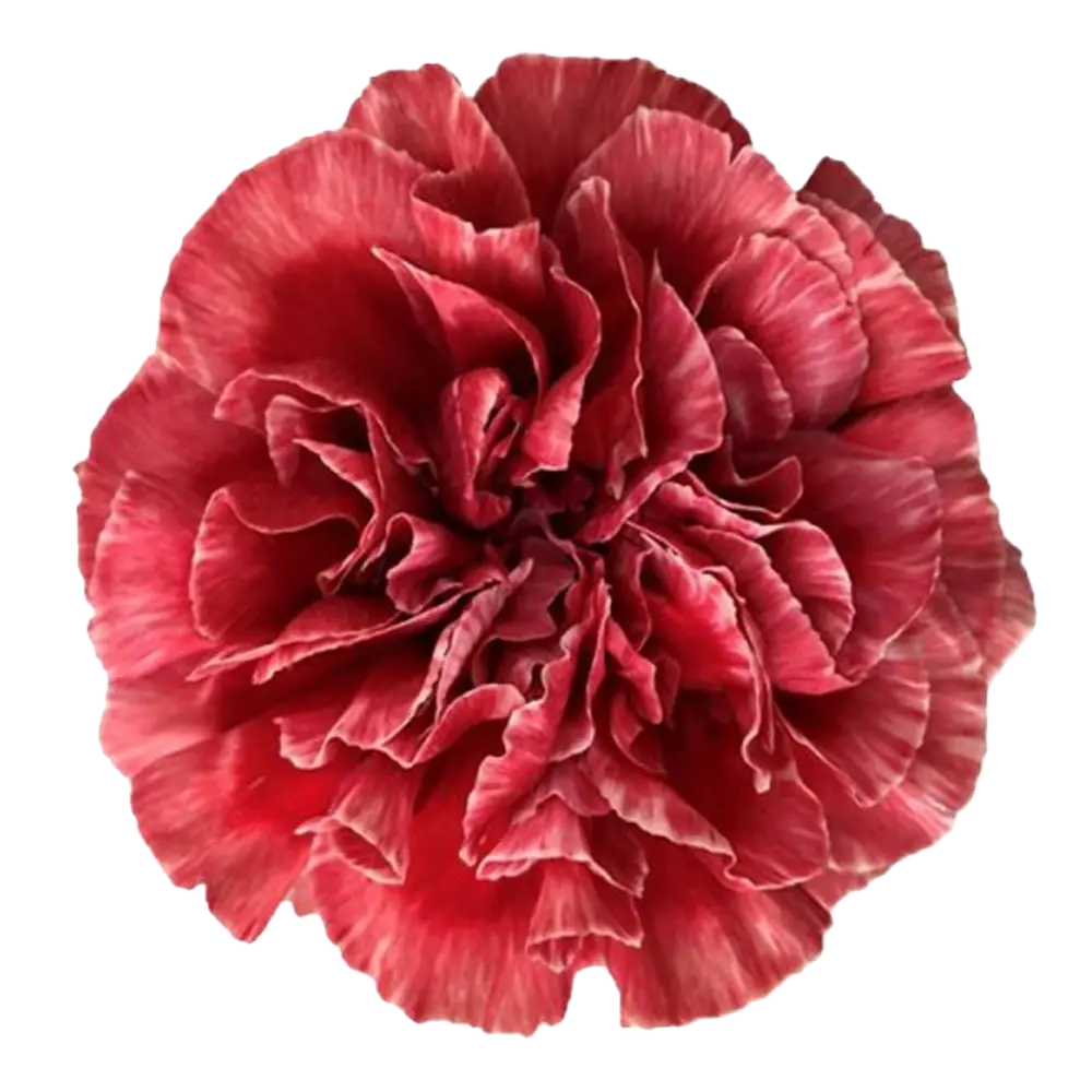 Carnations Select Fabulous