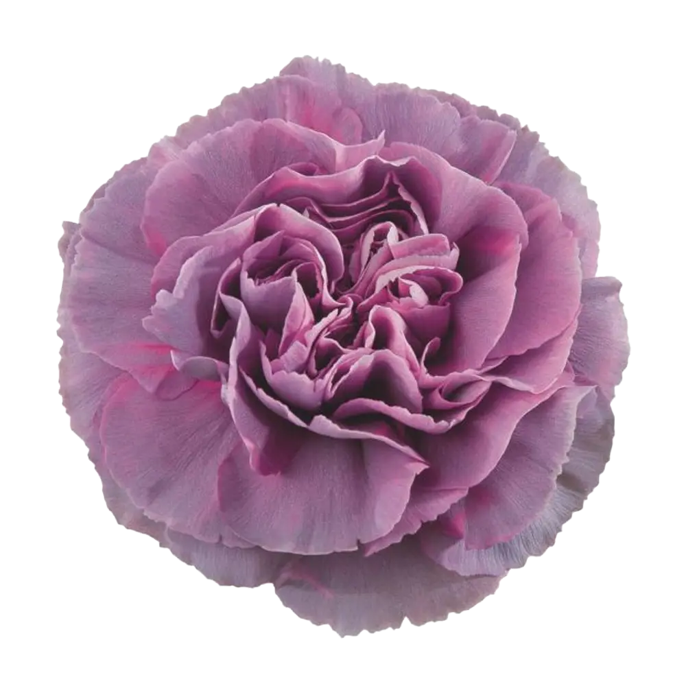 Carnations Select Hypnosis