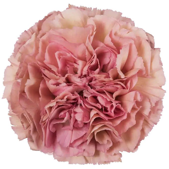 Carnations Select Lege Pink