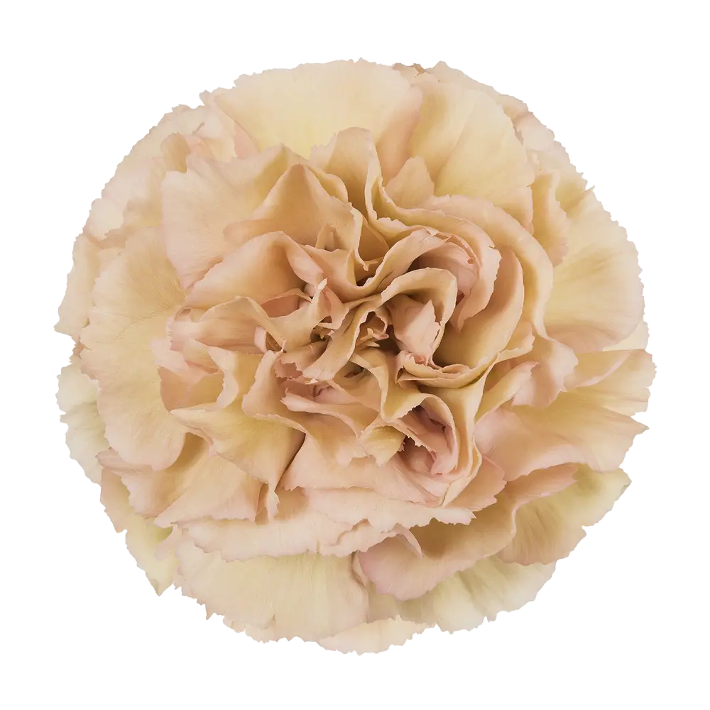 Carnations Select Lege Marrone