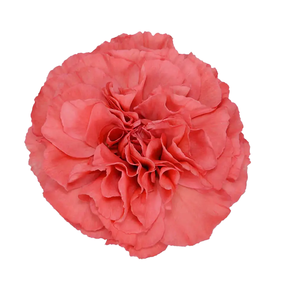 Carnations Select Majesta