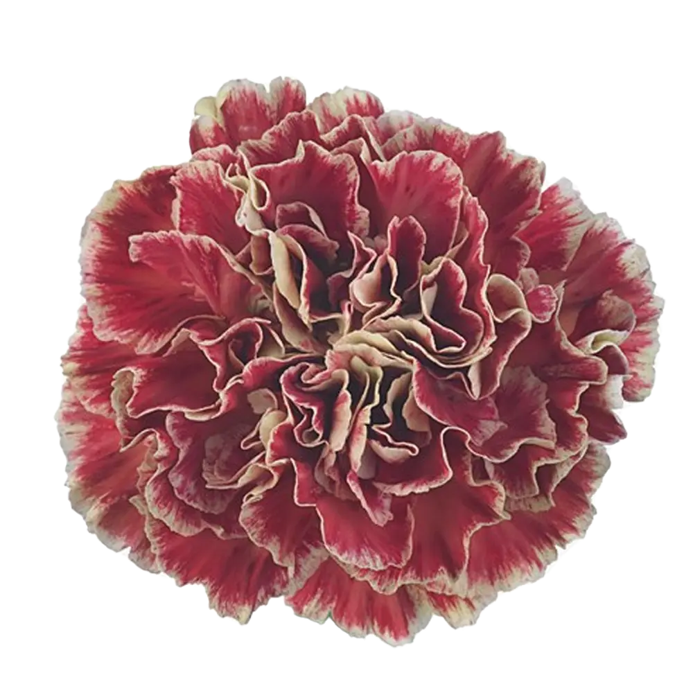 Carnations Select Wine Cover