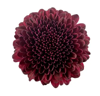 Chrysanthemum Super Buttons Burgundy (ganache)