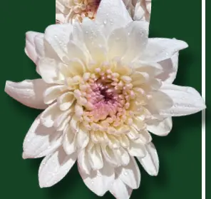 Chrysanthemum Cushion White Bicolor XL  