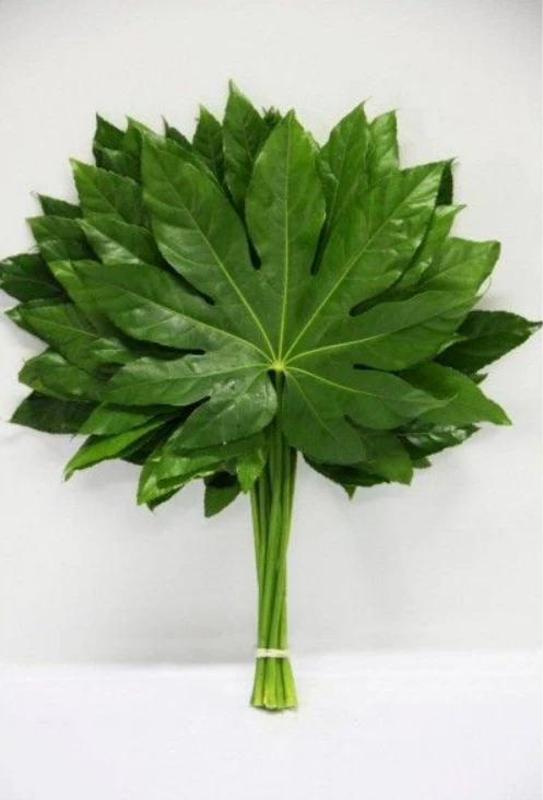 Greenery Aralia Leaf