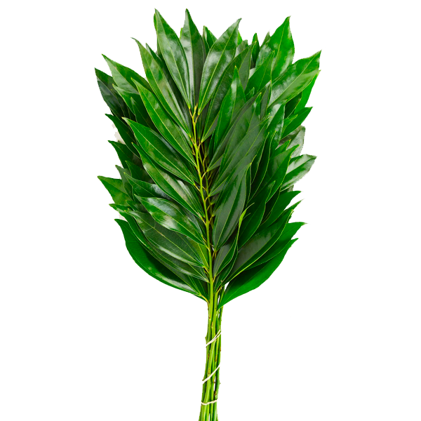 Greenery Cocculus