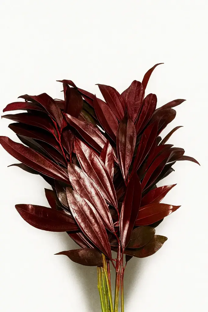 Greenery Cocculus Tinted Burgundy