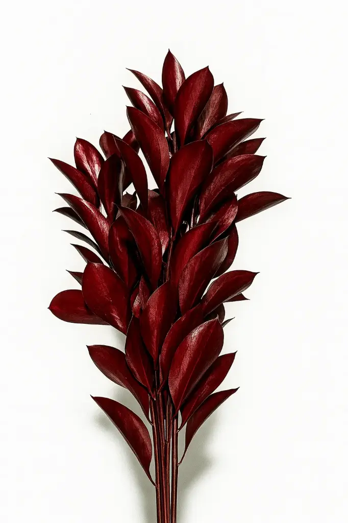 Greenery Israeli Ruscus Tinted Burgundy