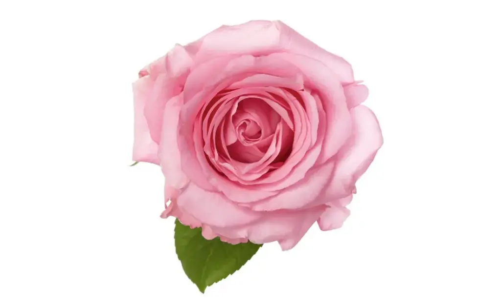  Roses 60cm Sanoli