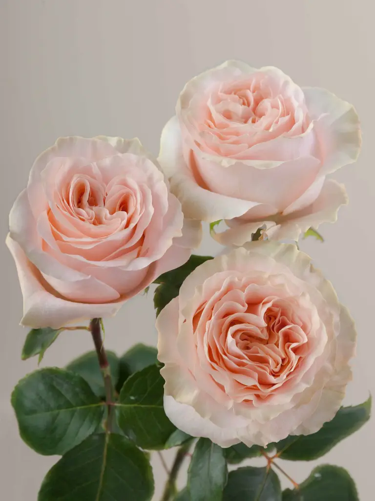  Roses Premium Garden Peach Princess Crown