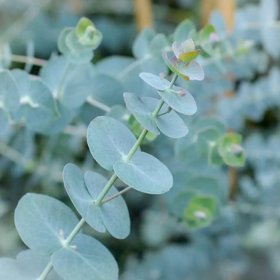 Greenery Eucalyptus Baby Blue Spray