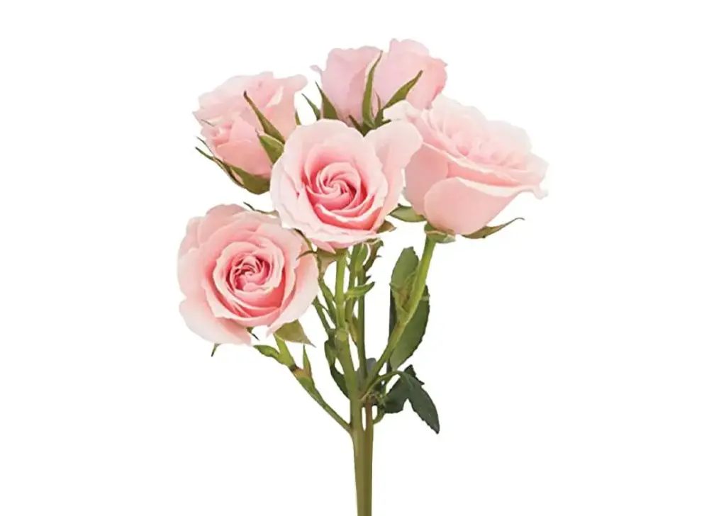  Spray Roses 50cm Pink Majolika