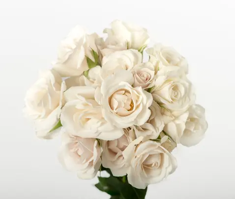  Spray Roses 50cm White Majolika 