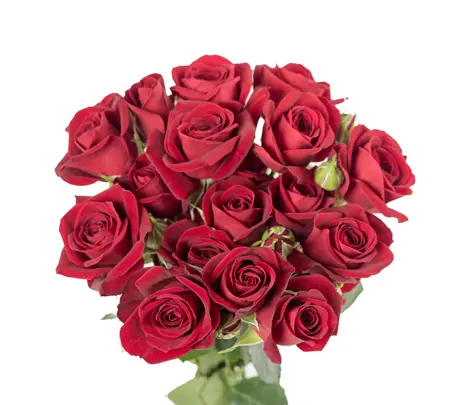  Spray Roses 50cm Rubicon