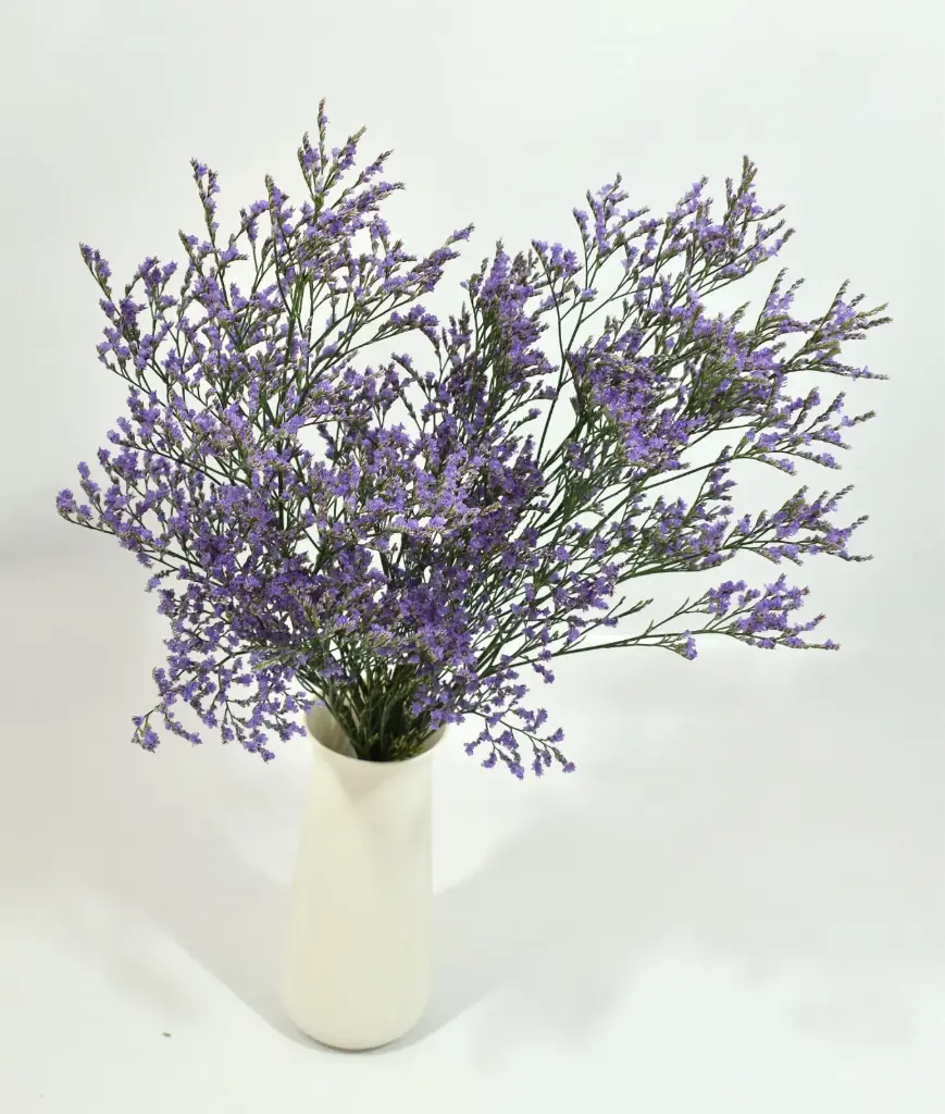 Limonium  Lavender Sky Light