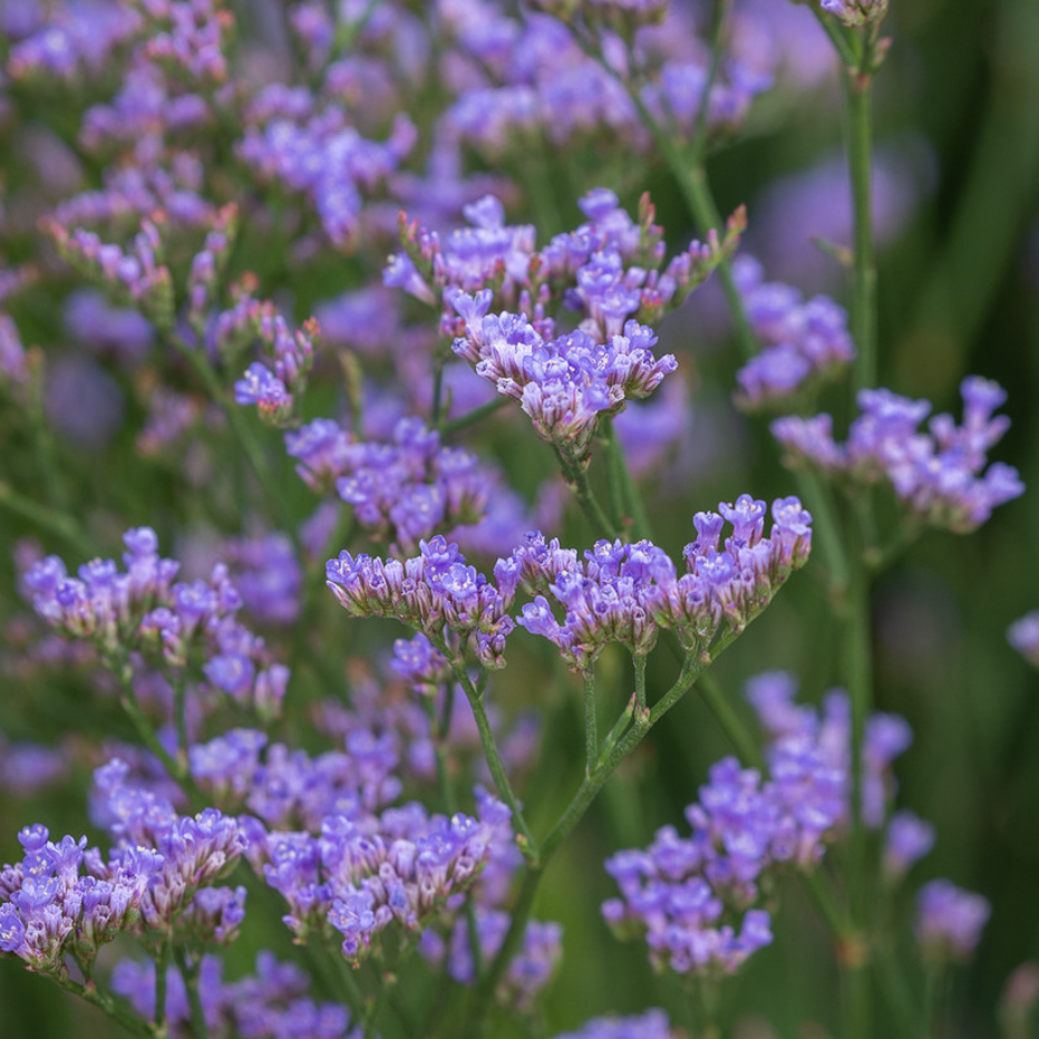 Limonium  Lavender