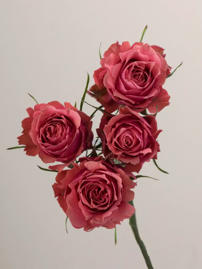  Roses Spray Garden 50cm Bellalinda Glee