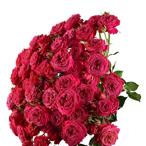  Spray Roses 50cm Hot Pink Domino