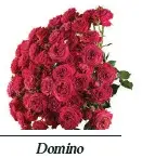 Spray Roses 50cm Hot Pink Domino