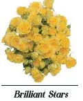  Spray Roses 50cm Yellow Brilliant Start