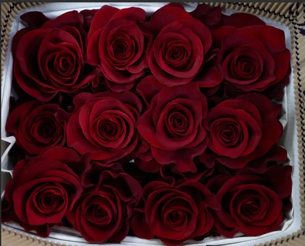 Roses 50cm Red Mamma Mia